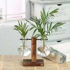 Hydroponic Transparent Plant Vases My Store